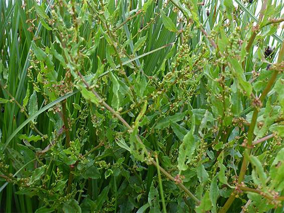 Many stem branches