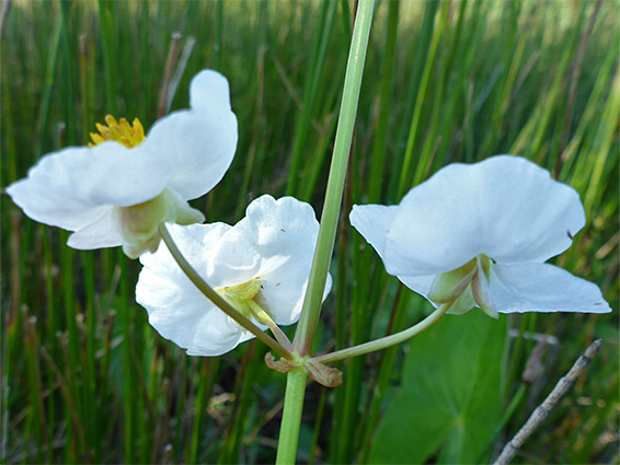 Flowers and pedicels