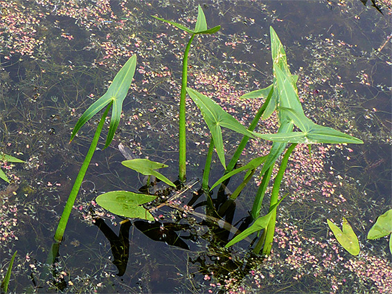 Emergent leaves