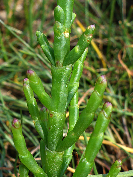 Purple-tipped branches