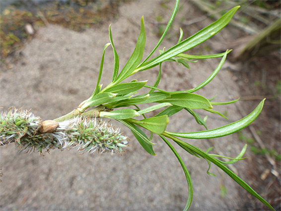 Leaves and inflorescence