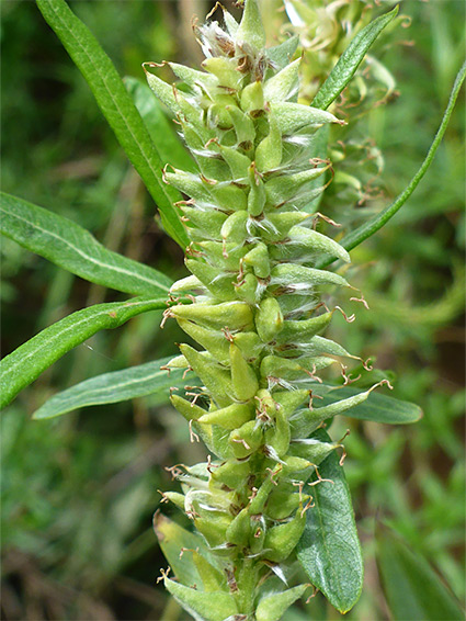 Green carpels