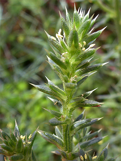 Spine-tipped leaves