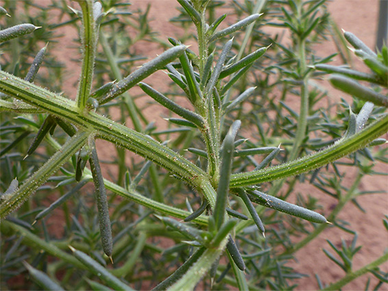 Stem branches