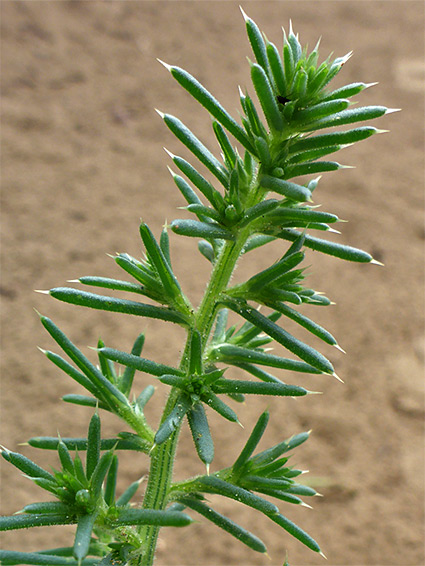 Top of a stem