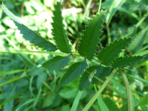 Sharp-toothed leaflets