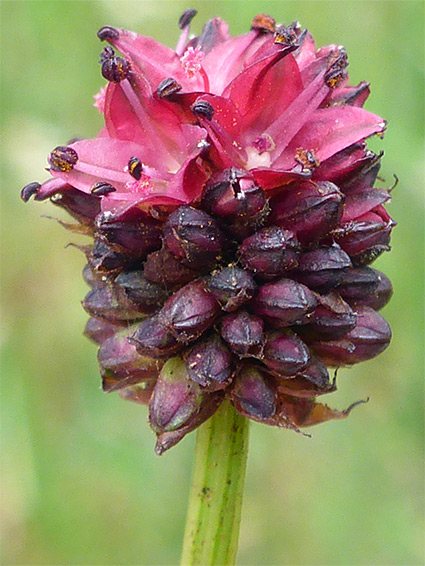 Developing flowers