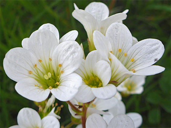 Veined white petals