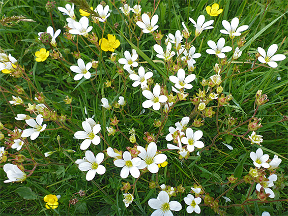 Many flowers