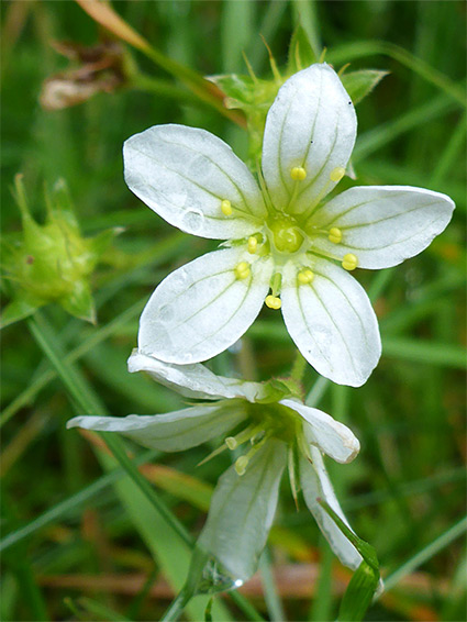 Two flowers