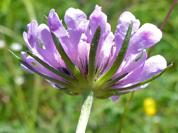 Base of a flower cluster