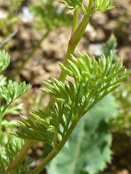 Finely divided leaf