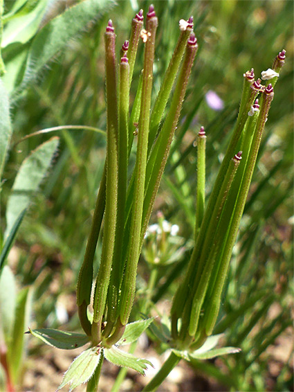 Needle-like fruits