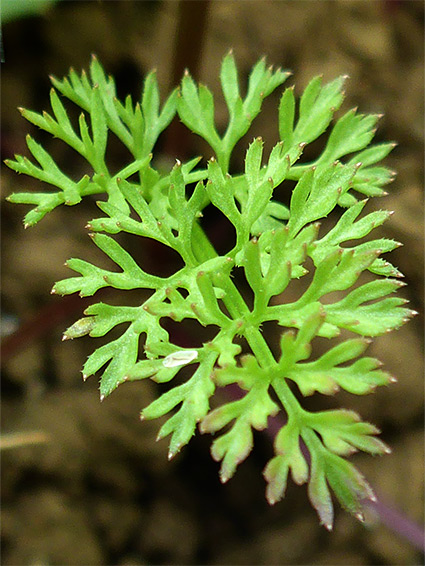 Pointed leaf segments