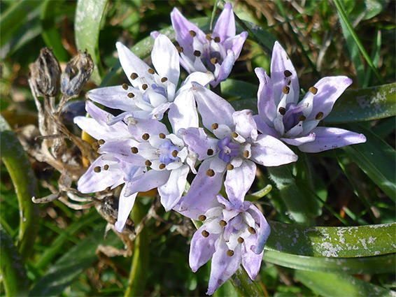 Blue-purple flowers