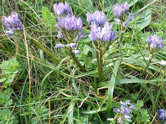 Flowering stems