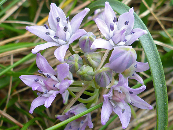 Six-lobed flowers