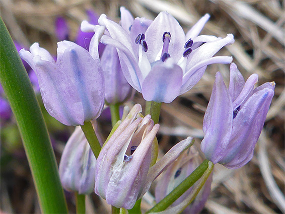 Flower cluster