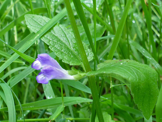 Flower and leaves