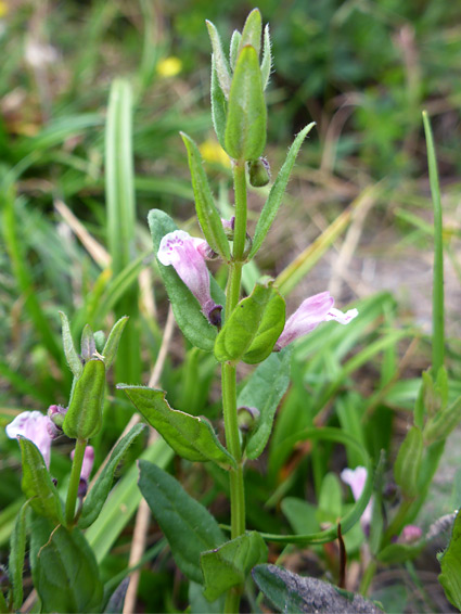 Flowers and leaves