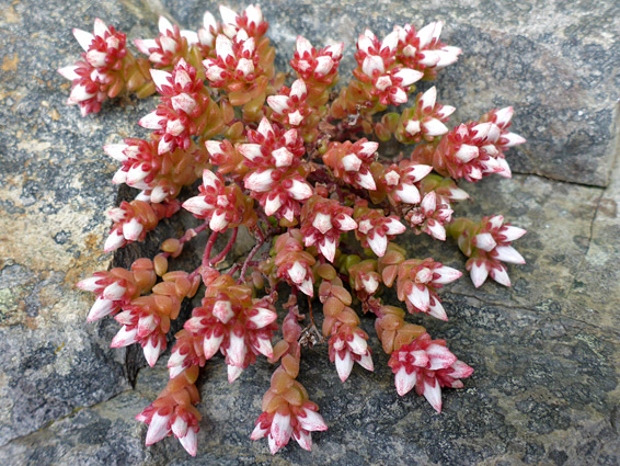 Developing flowers