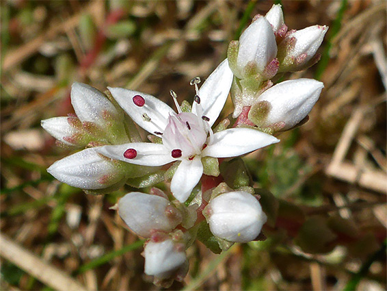 Flower and buds