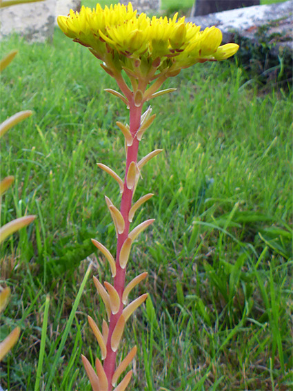 Flowering stem