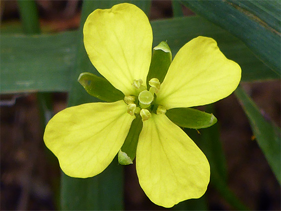 Yellow flower