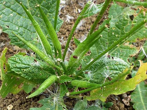 Elongated, bristly fruits