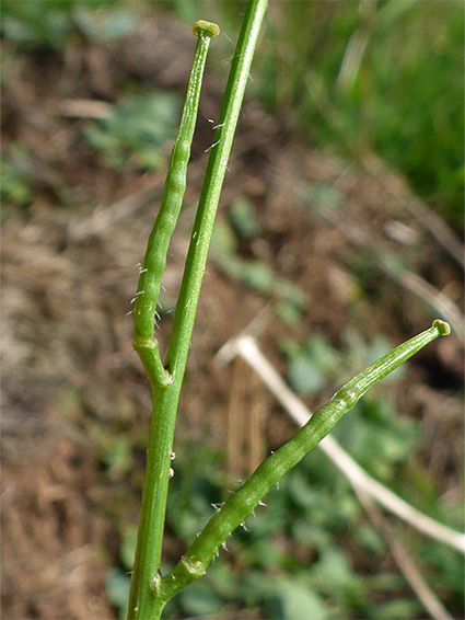 Two fruits