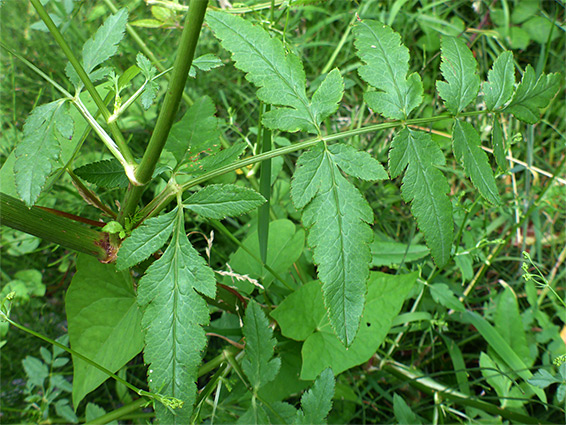 Pinnate leaf