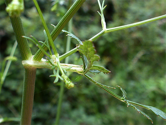 Upper stem leaves