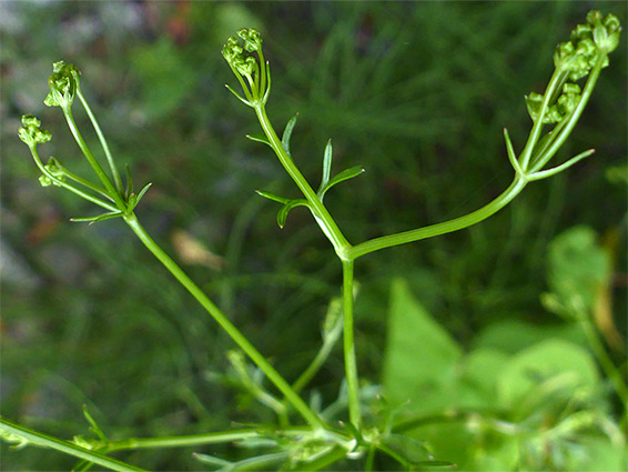 Developing flowers