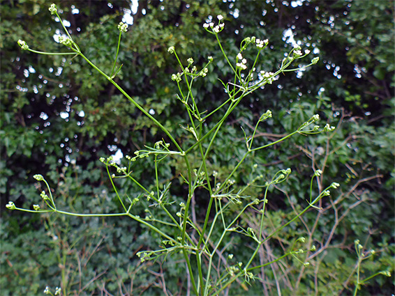 Spreading stem branches