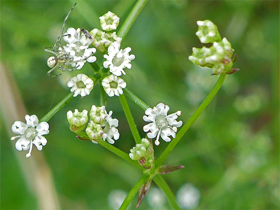 Sison amomum (stone parsley), Littleton, Gloucestershire