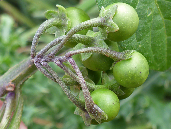 Green fruits