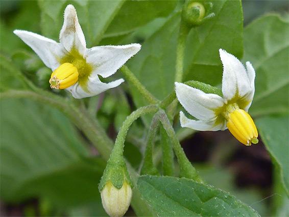 Two flowers