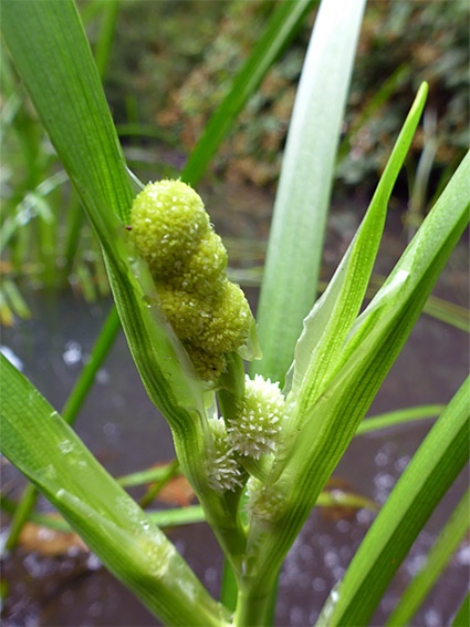 Male and female flowers