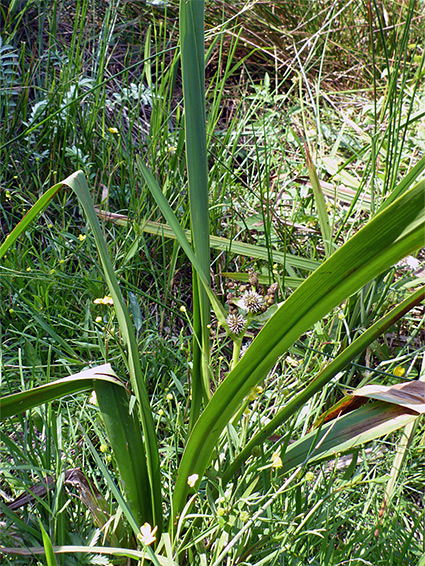 Broad leaves