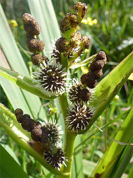 Spherical clusters