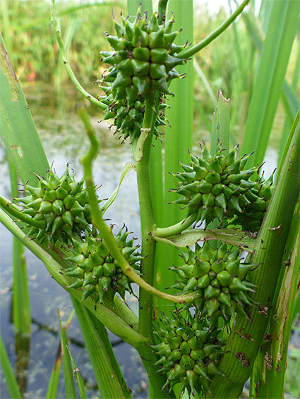 Fruits