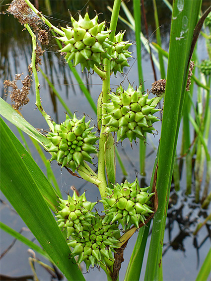 Carpellate clusters