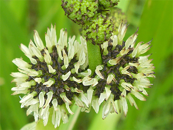 Female flowers