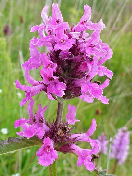 Compact flower cluster