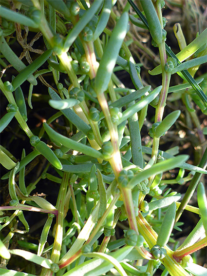 Leaves and flowers