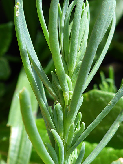 Hairless leaves