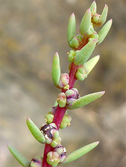 Reddish stem