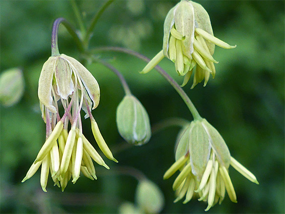 Pendent flowers