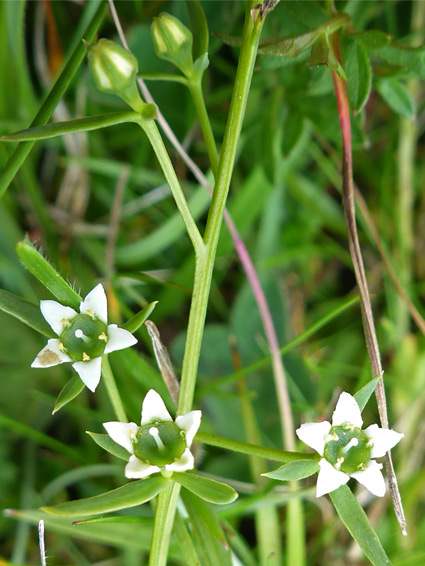 Stem and flowers