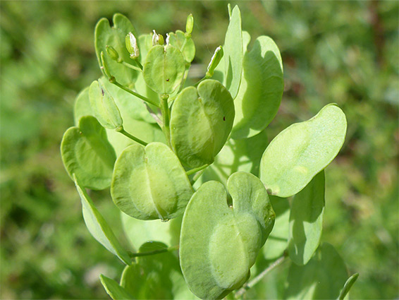 Green fruit